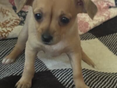 Chihuahua Puppies for Sale