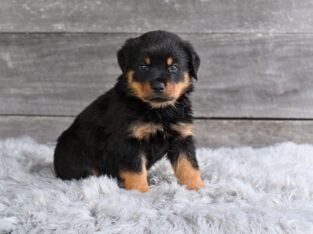 AKC Rottweiler Fredericksburg OH Charlie