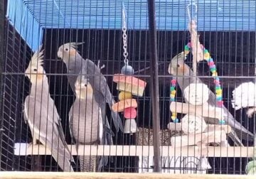 Baby cocktails birds for rehoming