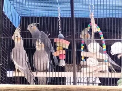 Baby cocktails birds for rehoming