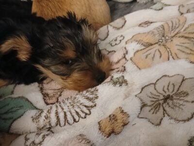 Yorkies for rehoming
