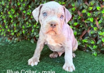 ABKC American Bully XL Puppies