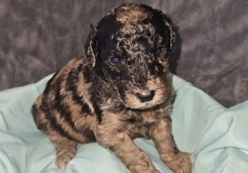 CKC MEDIUM GOLDENDOODLES