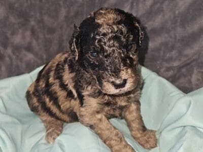 CKC MEDIUM GOLDENDOODLES