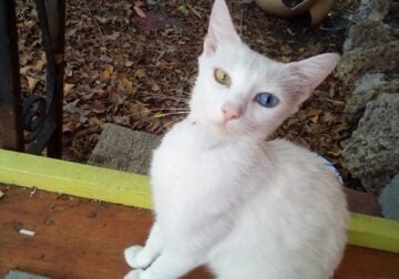 Free mom and kittens