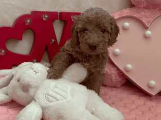 Sweet Mini Doodles – Ready for New Homes