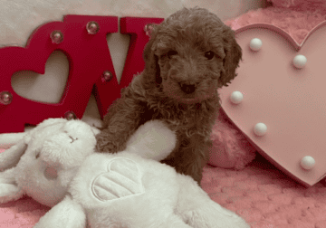 Sweet Mini Doodles – Ready for New Homes