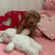Sweet Mini Doodles – Ready for New Homes
