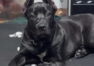 7m Cane Corso Puppy