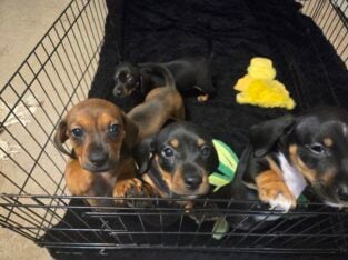 Miniature Dachshund puppies