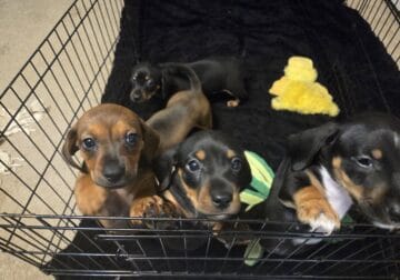 Miniature Dachshund puppies