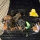 Miniature Dachshund puppies