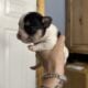 French Bulldog puppies