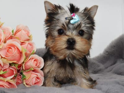 Yorkie boy Henry