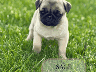 Pug puppies