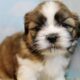 Male Shih Tzu Pups