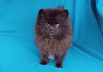Black Pomeranian Puppy Female