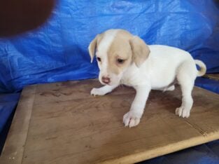 Small sized mixed breed puppies