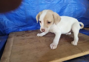 Small sized mixed breed puppies
