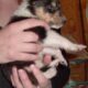 Registered “Lassie” Collie puppies Sable Tri Blue