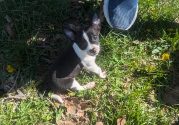 Puppies Chihuahua
