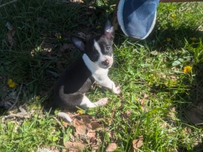 Puppies Chihuahua