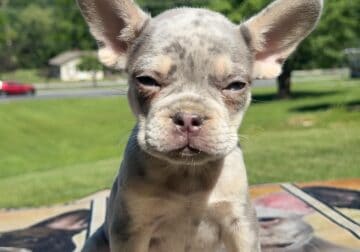 AKC Lilac Merle French Bulldog