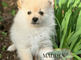 Pomeranian puppies