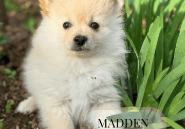 Pomeranian puppies