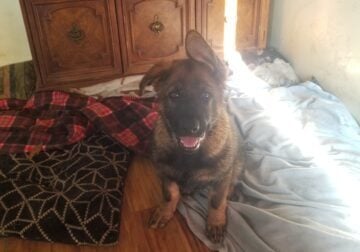 German Shepherd Puppies
