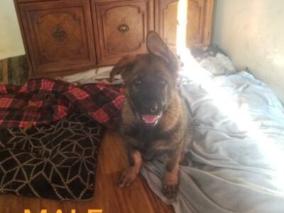 German Shepherd Puppies