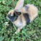 Harlequin Rabbit in Ohio