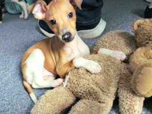 Male Italian Greyhound Puppy