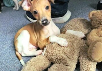 Male Italian Greyhound Puppy