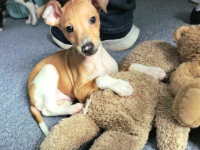 Male Italian Greyhound Puppy
