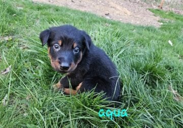 Beauceron puppies ready May 29th