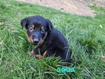 Beauceron puppies ready May 29th