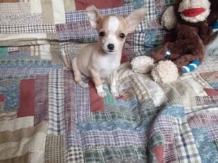 TINY Adorable Chihuahua boy Ready
