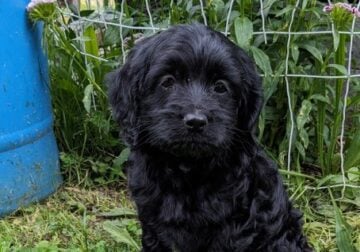 Smidge (female Cockapoo)