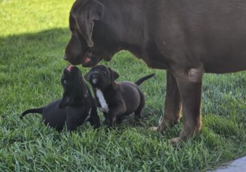 Bullador puppies