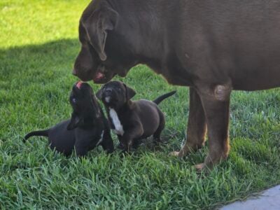 Bullador puppies