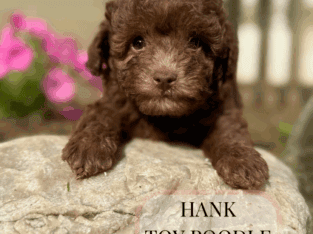 Toy poodle puppies