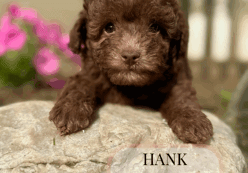 Toy poodle puppies