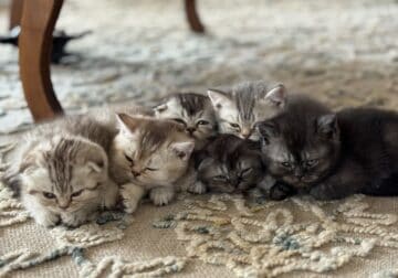Scottish Fold and straight kittens