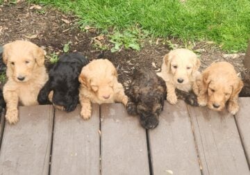 Holly’s puppies