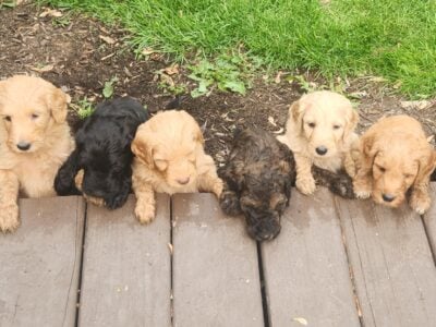 Holly’s puppies