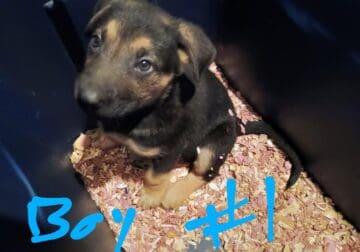 German Shepherd puppies