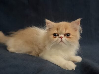 Adorable Persians (3 boys, girl )