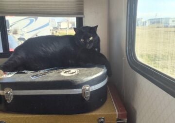 Moving overseas and must rehome my cat