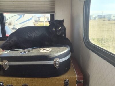 Moving overseas and must rehome my cat